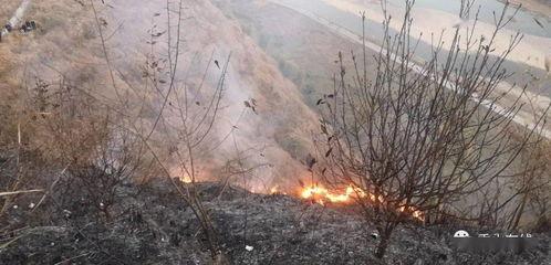 狮子山爆料视频最新版在线观看 第1张 狮子山爆料视频最新版在线观看 第1张